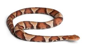Snake Pest Services in Bryan and College Station Tx.