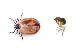 Flea and Tick Pest Services in Bryan and College Station Tx.