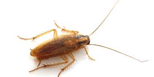 German Cockroach Treatments in Bryan and College Station Tx