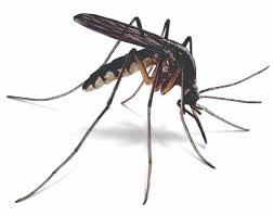 Mosquito Pest Services in Bryan and College Station Tx.