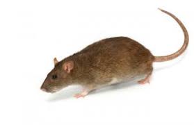 Rat and Mice Pest Services in Bryan and College Station Tx.
