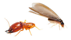 Termite Pest Services in Bryan and College Station Tx.